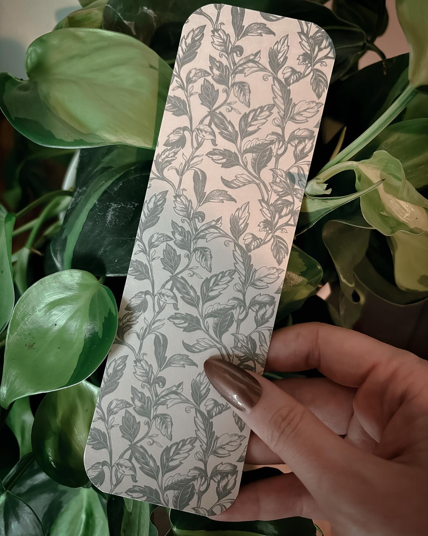 Ivy