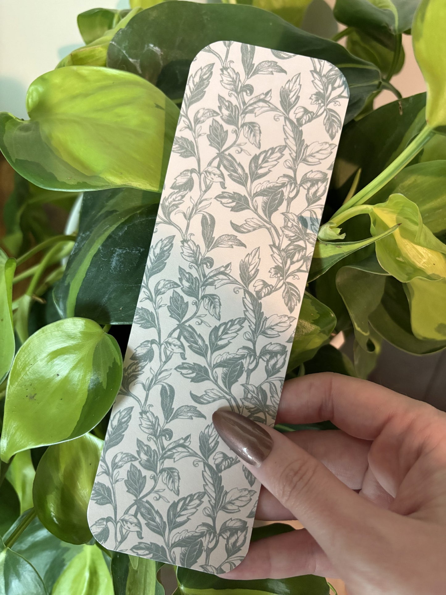 Ivy